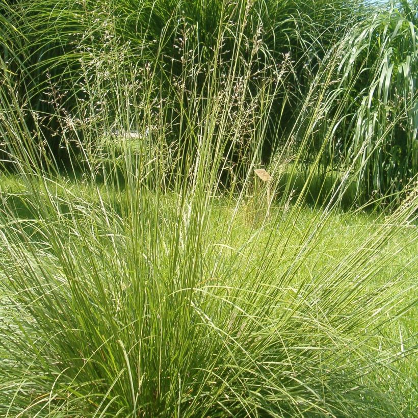 Sporobolus heterolepsis Wisconsin Strain - Sporobole à glumes inégales (Plant habit)