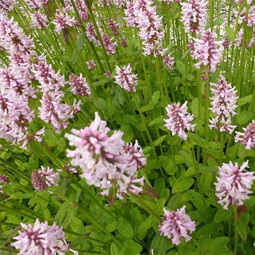 Stachys monieri Rosea - Epiaire (Flowering)