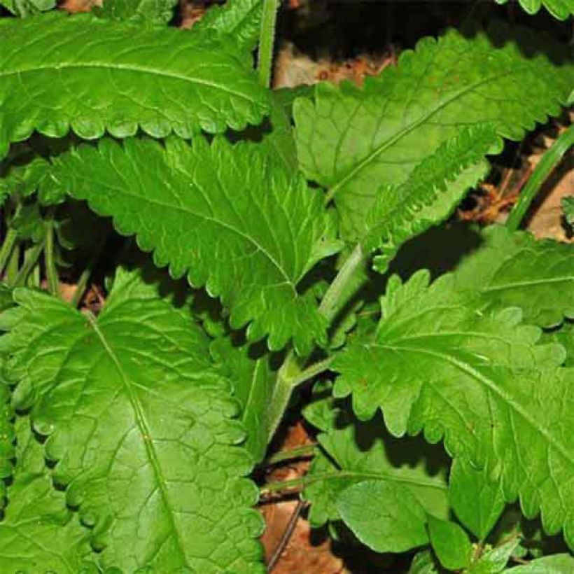 Stachys officinalis - Bétoine officinale (Foliage)