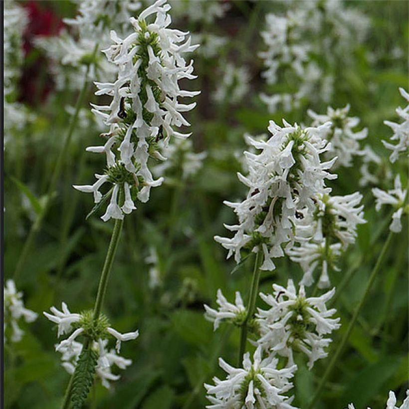 Stachys officinalis Alba - Bétoine officinale (Flowering)