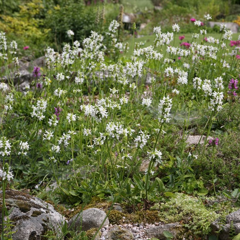Stachys officinalis Alba - Bétoine officinale (Plant habit)