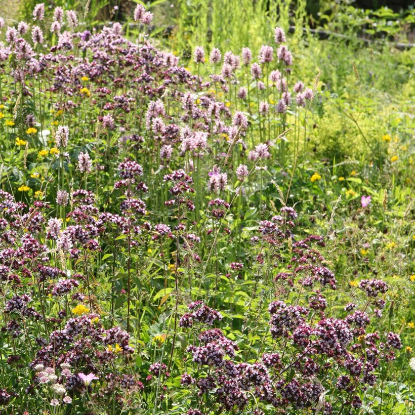Stachys officinalis Pink Cotton Candy - Bétoine officinale (Plant habit)