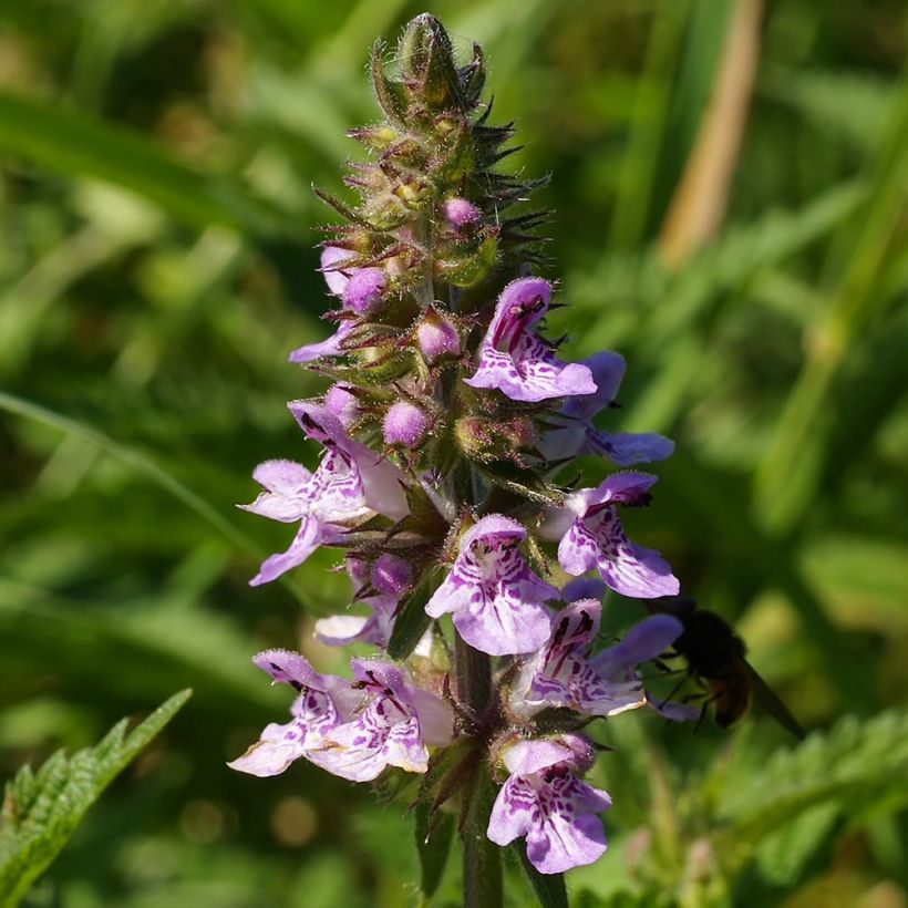 Epiaire des marais - Stachys palustris (Flowering)