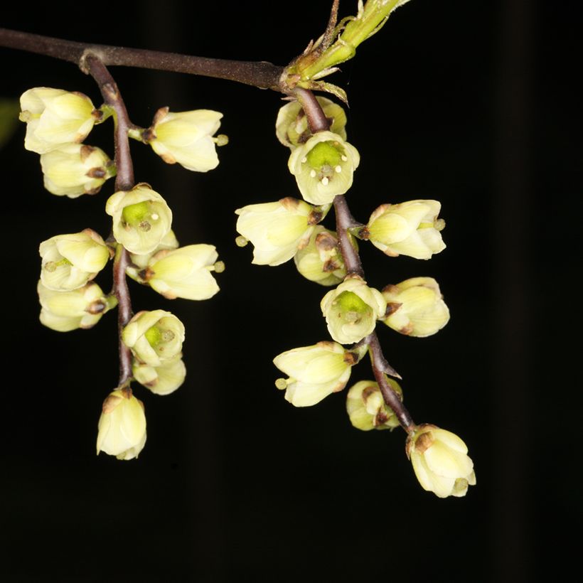 Stachyurus chinensis Wonderful Image (Flowering)
