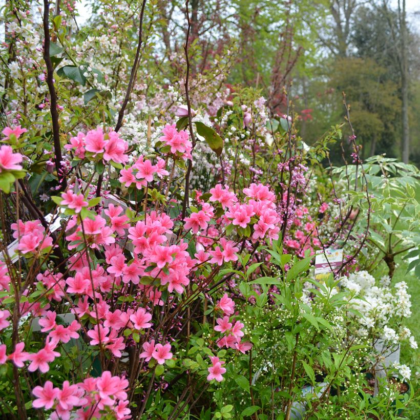 Azalée du Japon Sylvester - Rhododendron hybride (Plant habit)