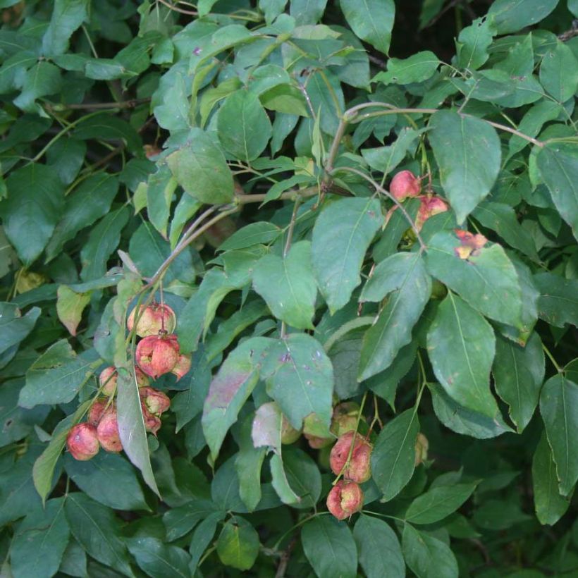 Staphylea pinnata - Faux pistachier (Foliage)