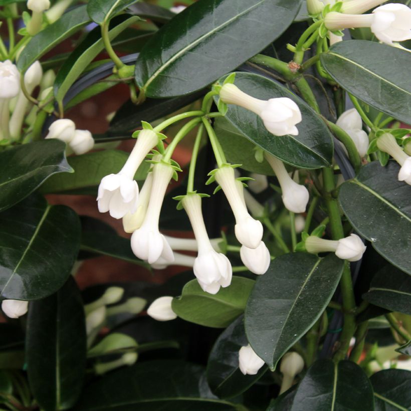 Stephanotis floribunda (jasminoides) - Jasmin de Madagascar (Foliage)