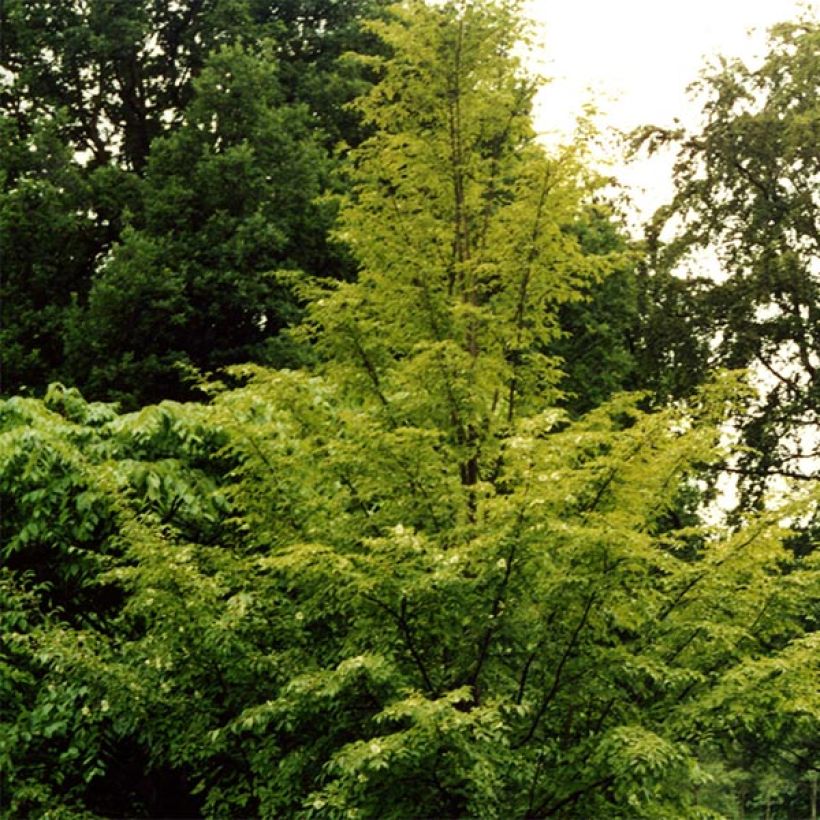 Stewartia pseudocamellia - Stuartie (Plant habit)