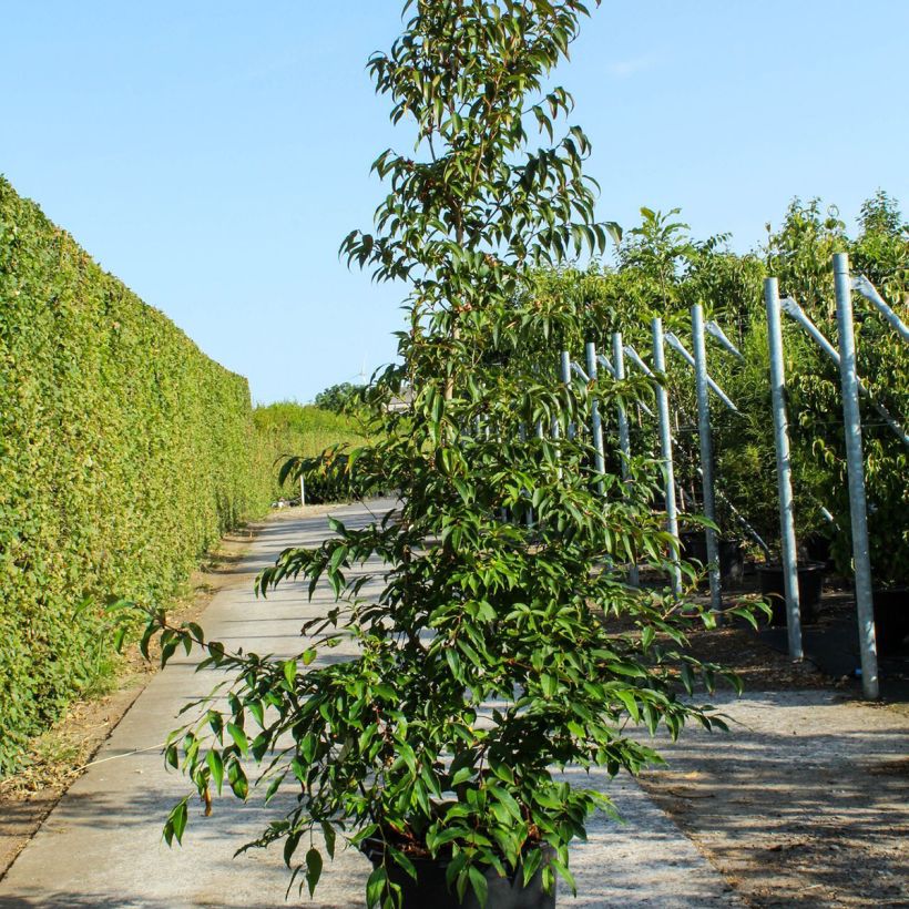 Example of Stewartia pseudocamellia - Stuartie Pot de 70L/75L as you get in printemps