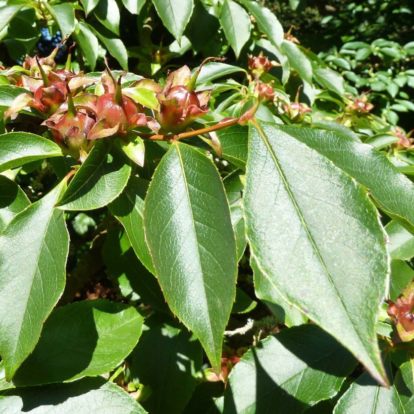 Stewartia rostrata - Stuartie (Foliage)