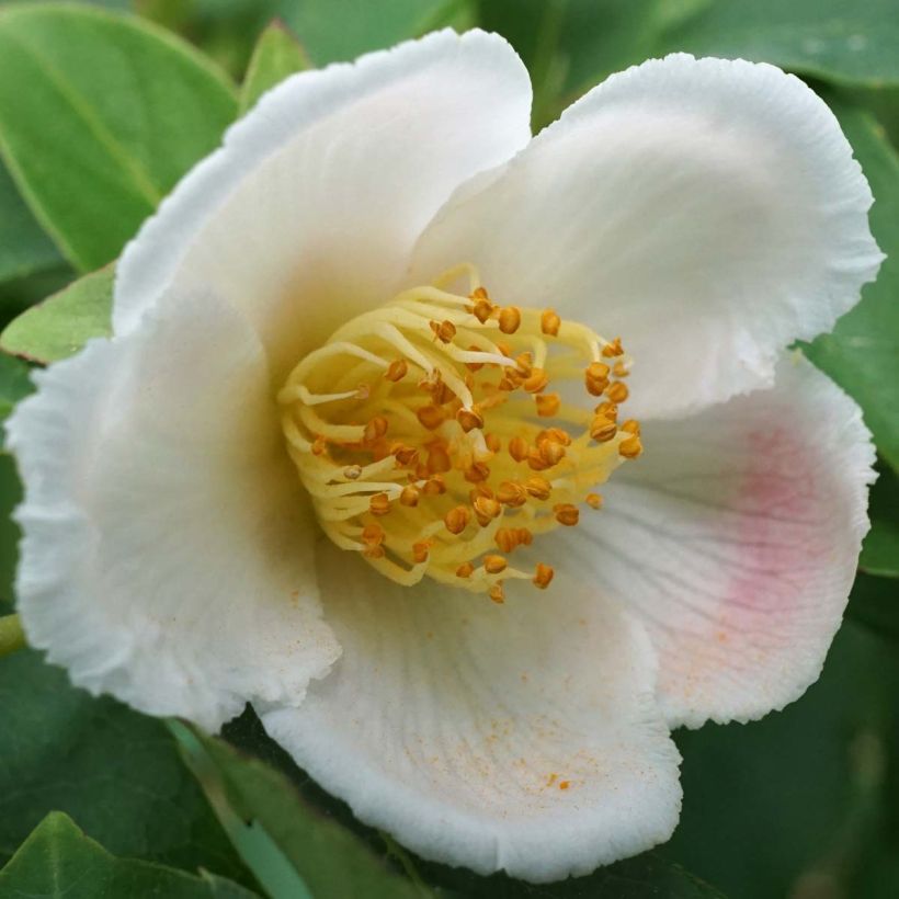 Stewartia rostrata - Stuartie (Flowering)