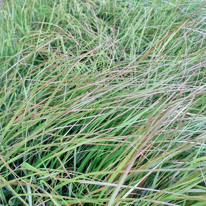 Stipa arundinacea Sirocco - Anemanthele lessoniana (Foliage)