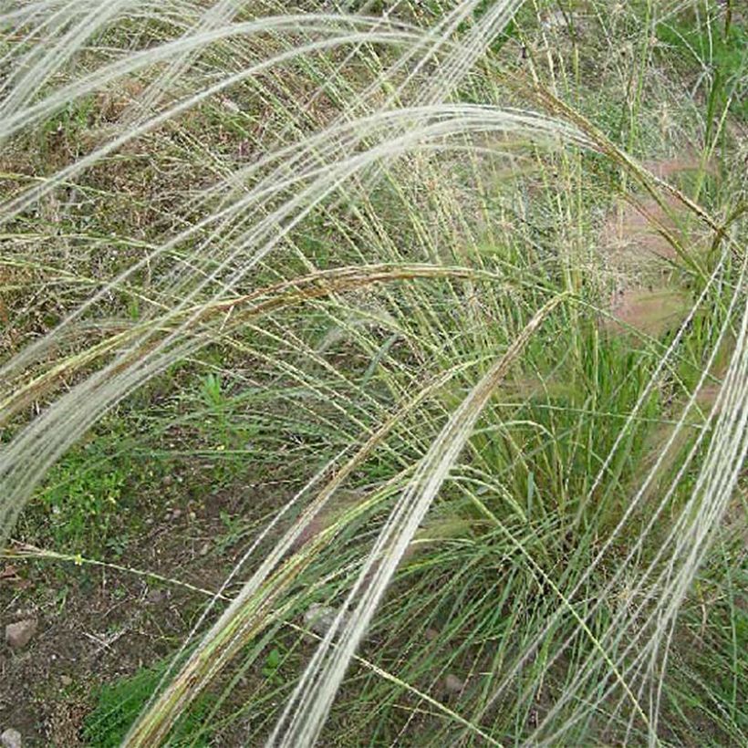 Stipa barbata - Stipe cheveux d'ange. (Flowering)