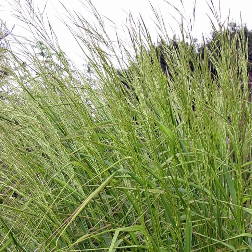Stipa extremiorientalis - Stipe (Foliage)