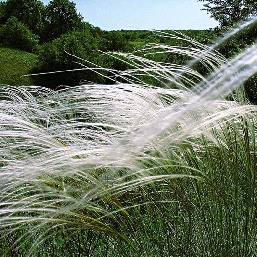 Stipa pulcherrima - Stipe admirable (Plant habit)