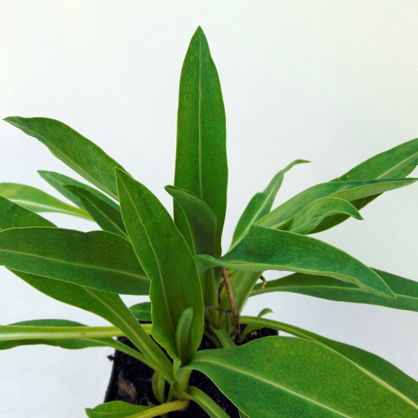 Stokesia laevis Traumerei - Bleuet d'Amérique. (Foliage)
