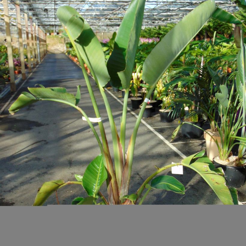 Strelitzia augusta (alba) - Oiseau de Paradis blanc  (Plant habit)