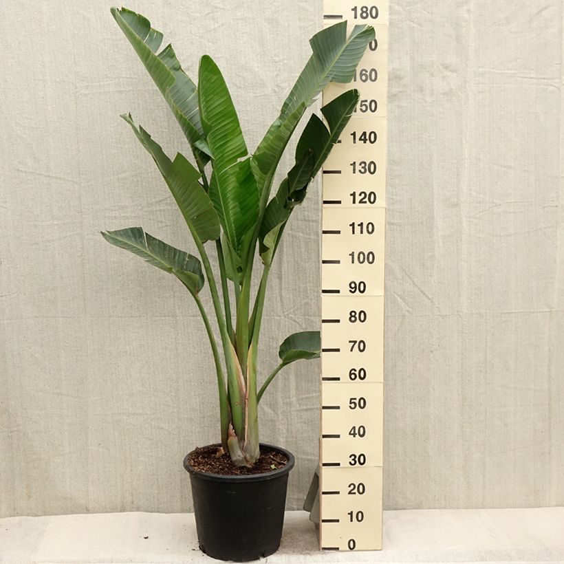 Example of Strelitzia augusta (alba) - Oiseau de Paradis blanc  Pot de 6L/7L as you get in printemps