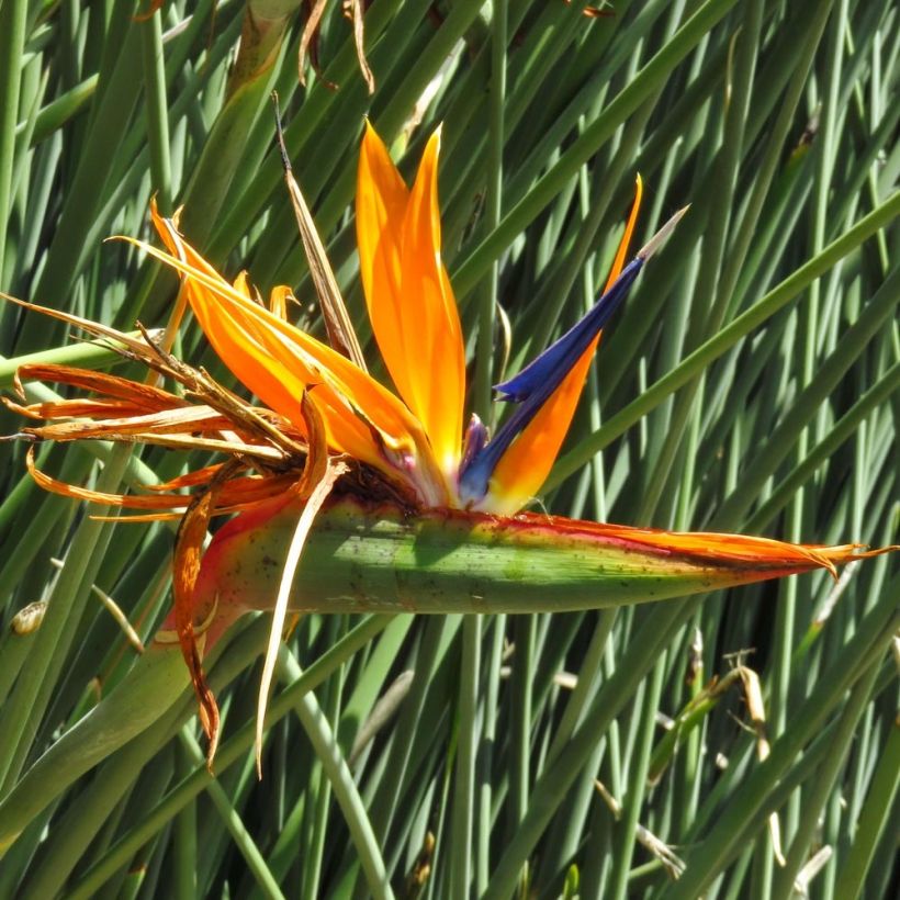 Strelitzia juncea - Oiseau de paradis à tiges de jonc (Flowering)