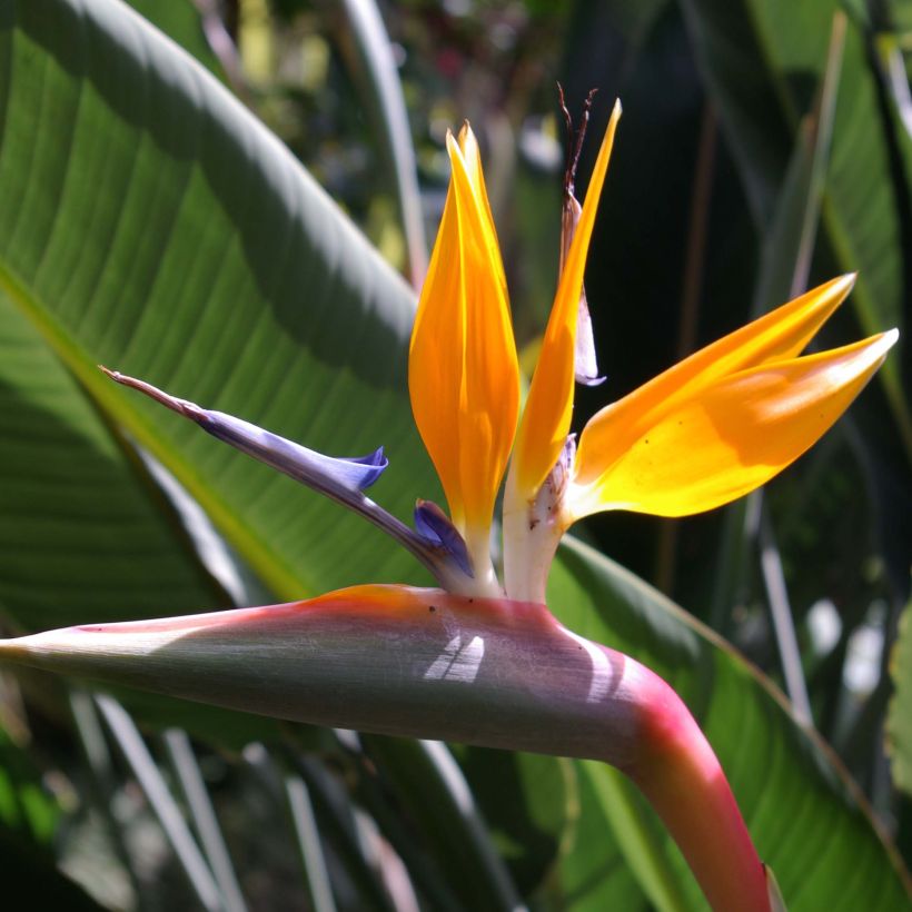 Strelitzia reginae - Oiseau de Paradis (Flowering)