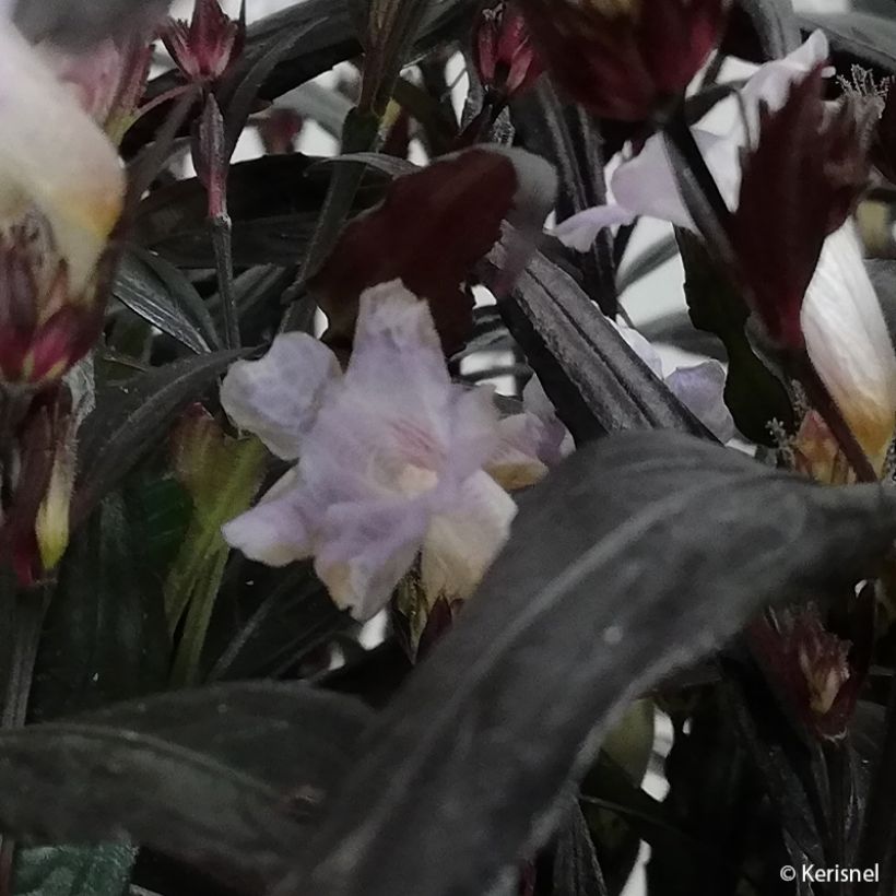 Strobilanthes anisophyllus Brunetthy (Flowering)