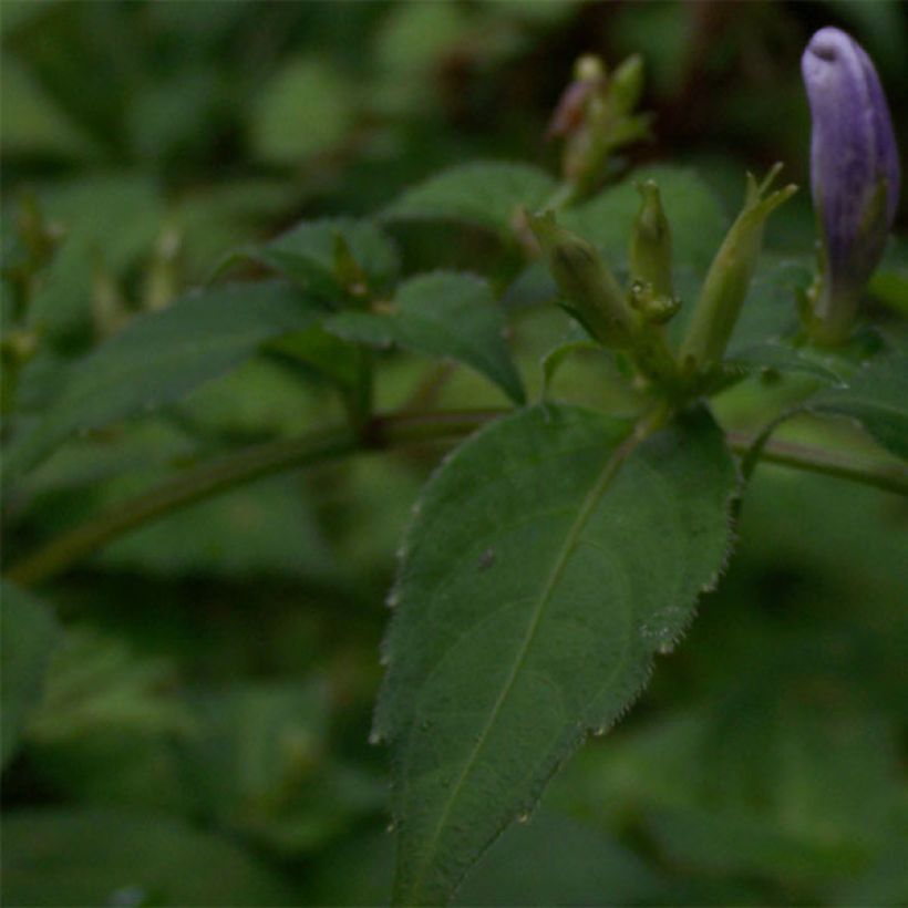 Strobilanthes attenuata - Strobilanthe (Foliage)