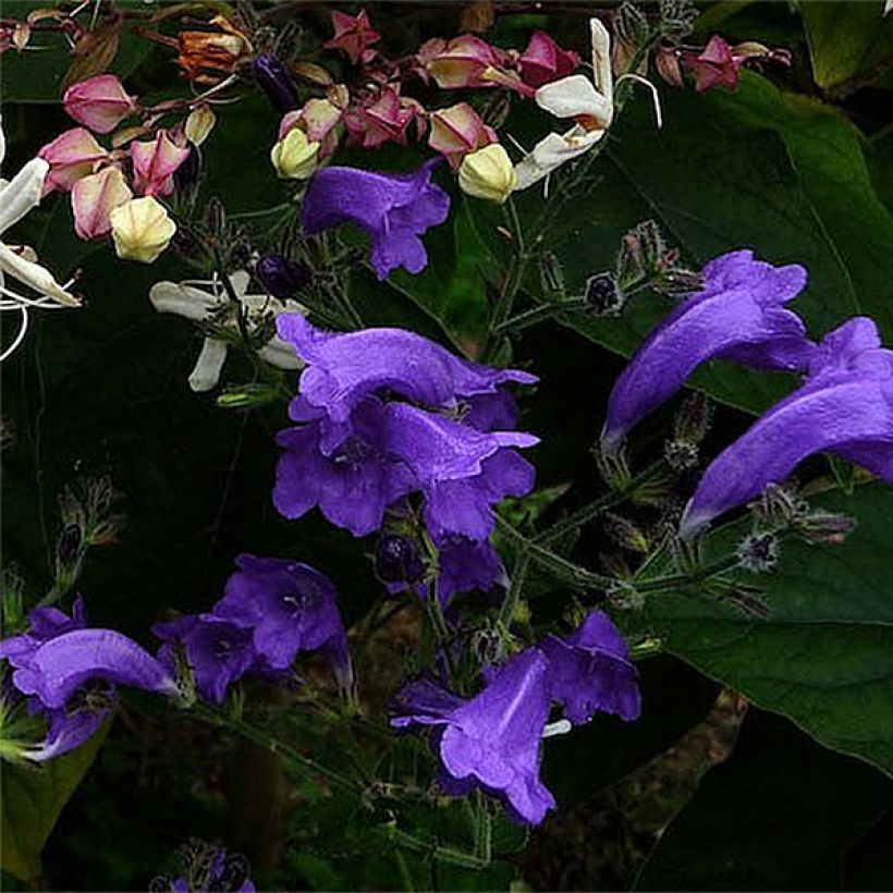 Strobilanthes attenuata Blue Carpet - Strobilanthe (Flowering)
