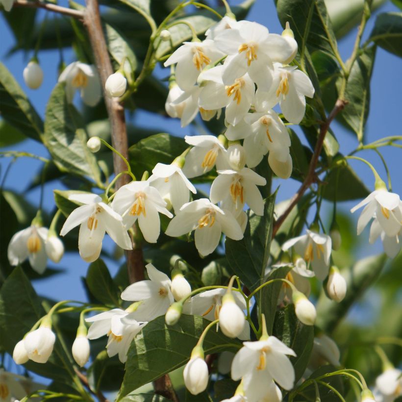 Styrax japonicus June snow - Styrax japonais (Flowering)
