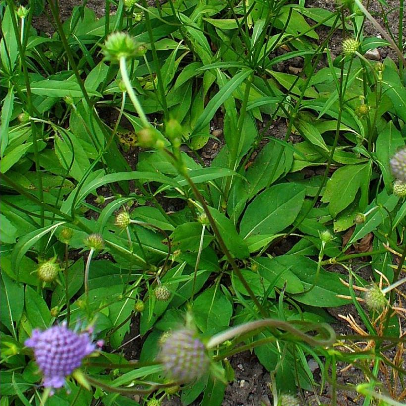 Succisa pratensis - Succise des près (Foliage)