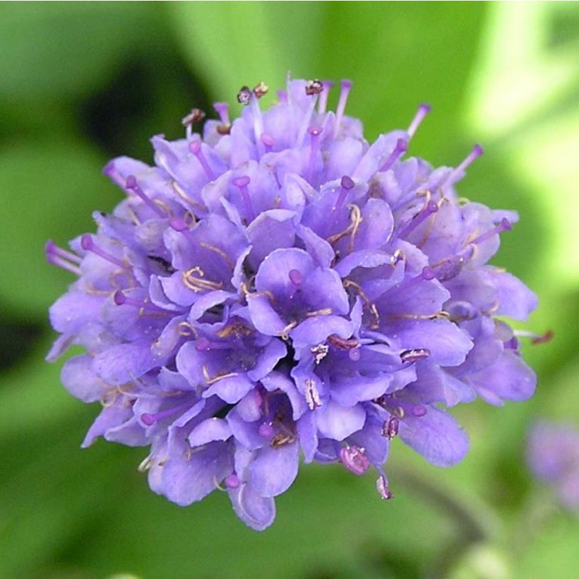 Succisa pratensis - Succise des près (Flowering)