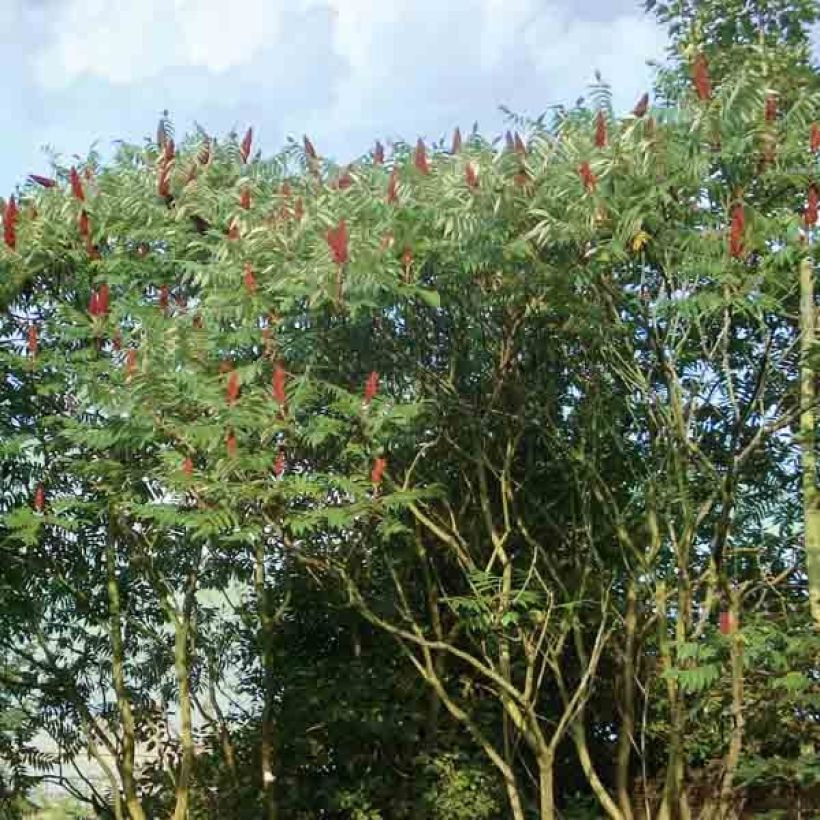 Sumac de Virginie - Rhus typhina (Plant habit)
