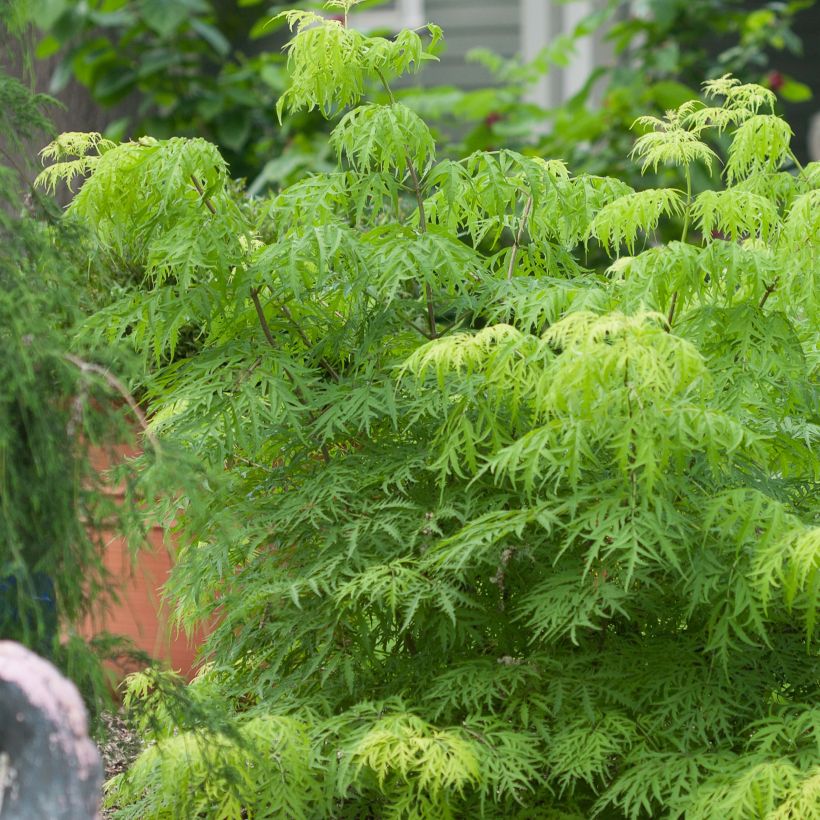 Sureau à grappes - Sambucus racemosa Lemony Lace (Plant habit)