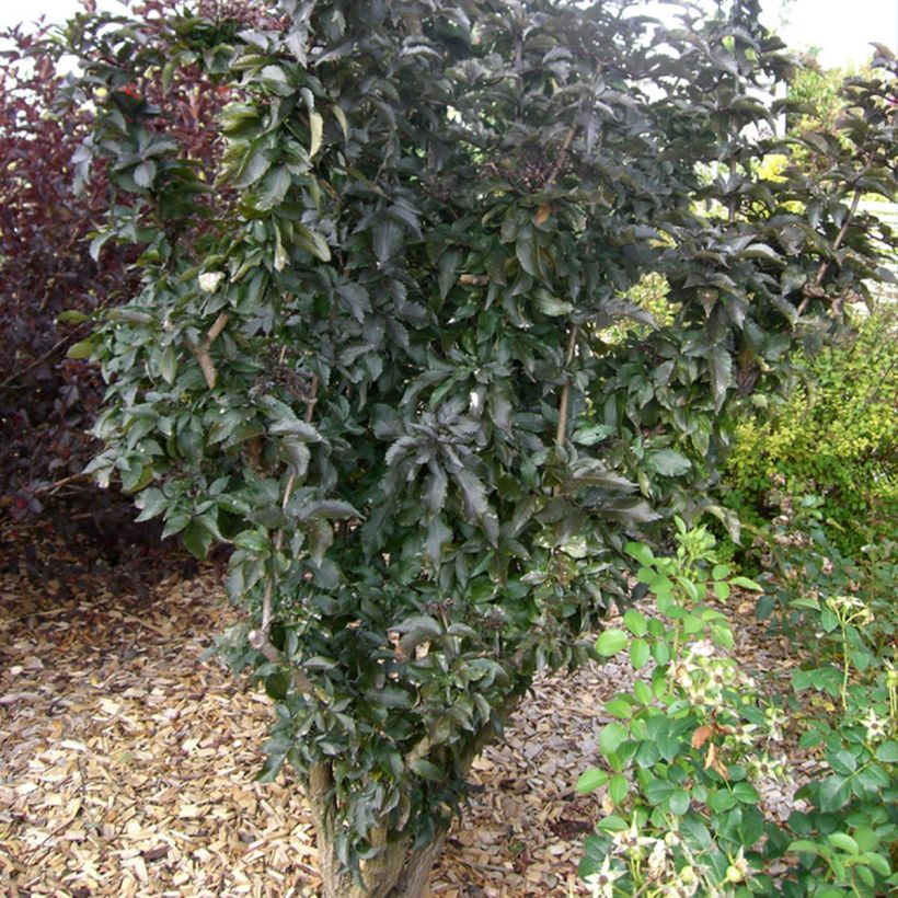 Sureau noir - Sambucus nigra Black Tower (Plant habit)