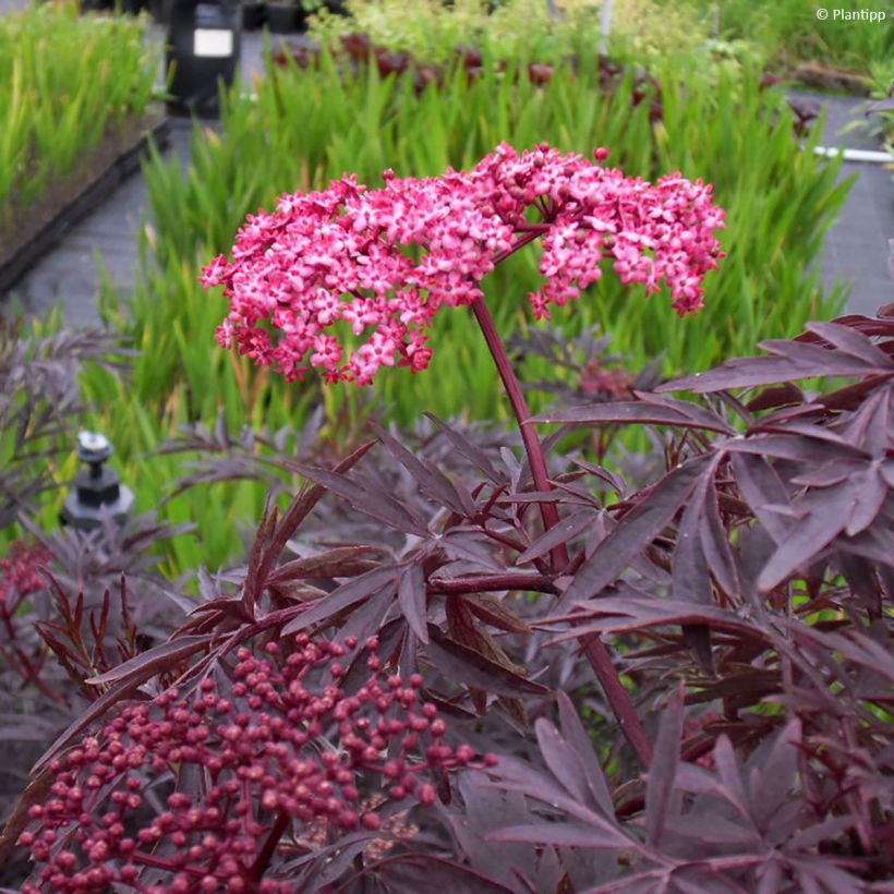 Sureau noir - Sambucus nigra Cherry Lace (Foliage)