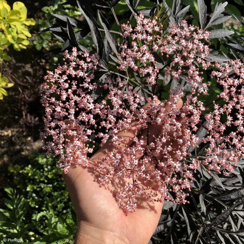 Sureau noir - Sambucus nigra Cherry Lace (Flowering)