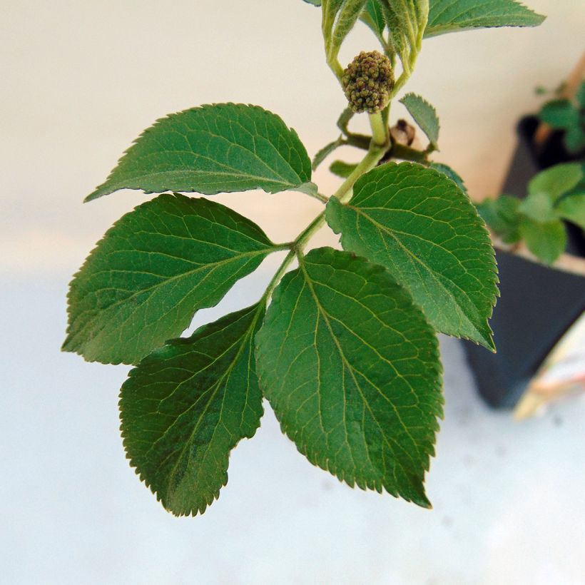 Sureau noir - Sambucus nigra Haschberg (Foliage)