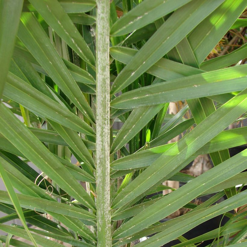Syagrus romanzoffiana - Palmier de la reine (Foliage)