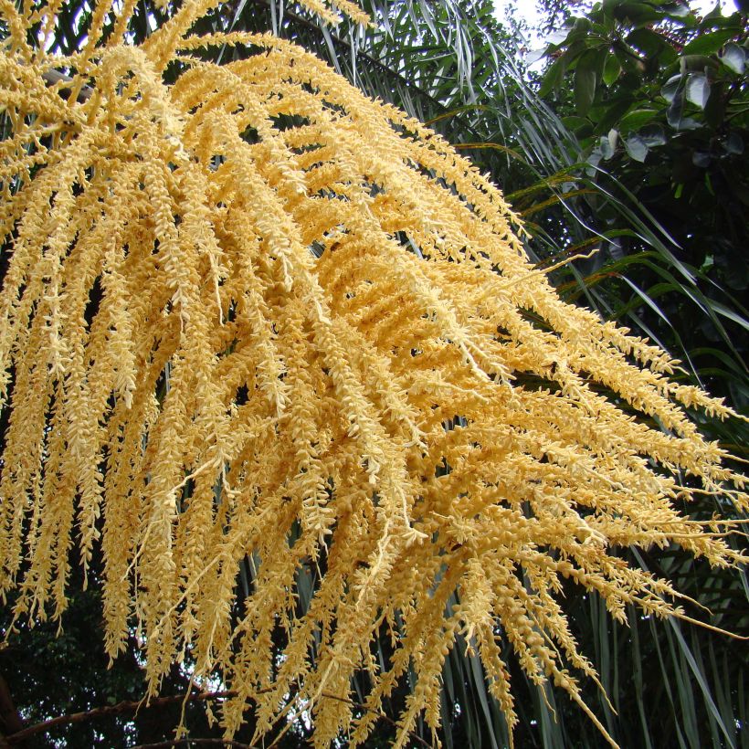 Syagrus romanzoffiana - Palmier de la reine (Flowering)