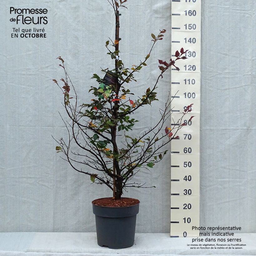 Example of Sycoparrotia semidecidua Purple Haze  Pot de 12L/15L as you get in automne
