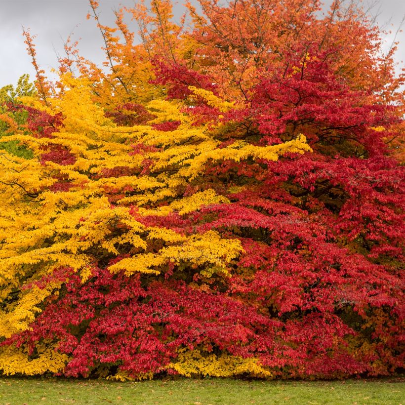 Sycoparrotia semidecidua Purple Haze  (Plant habit)