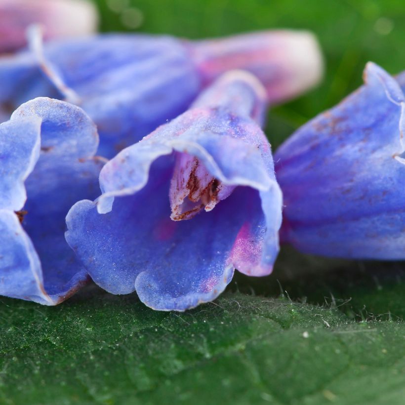 Consoude - Symphytum Bocking 14 (Flowering)