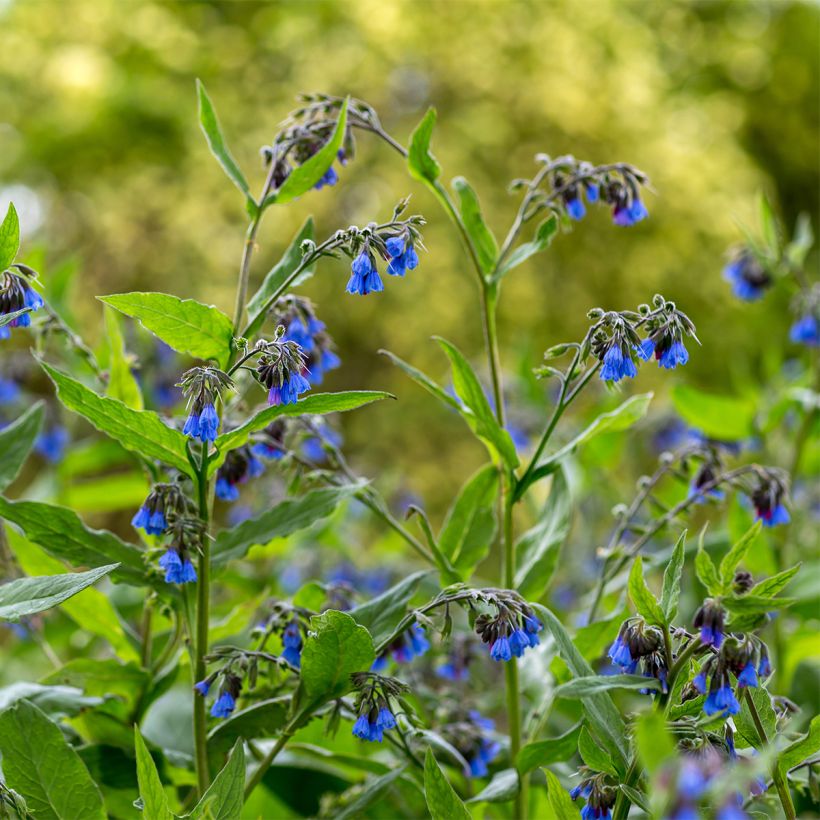 Consoude - Symphytum Bocking 14 (Plant habit)