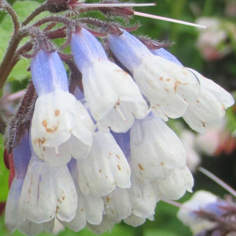 Consoude à grandes fleurs - Symphytum Sky Blue Pink (Flowering)