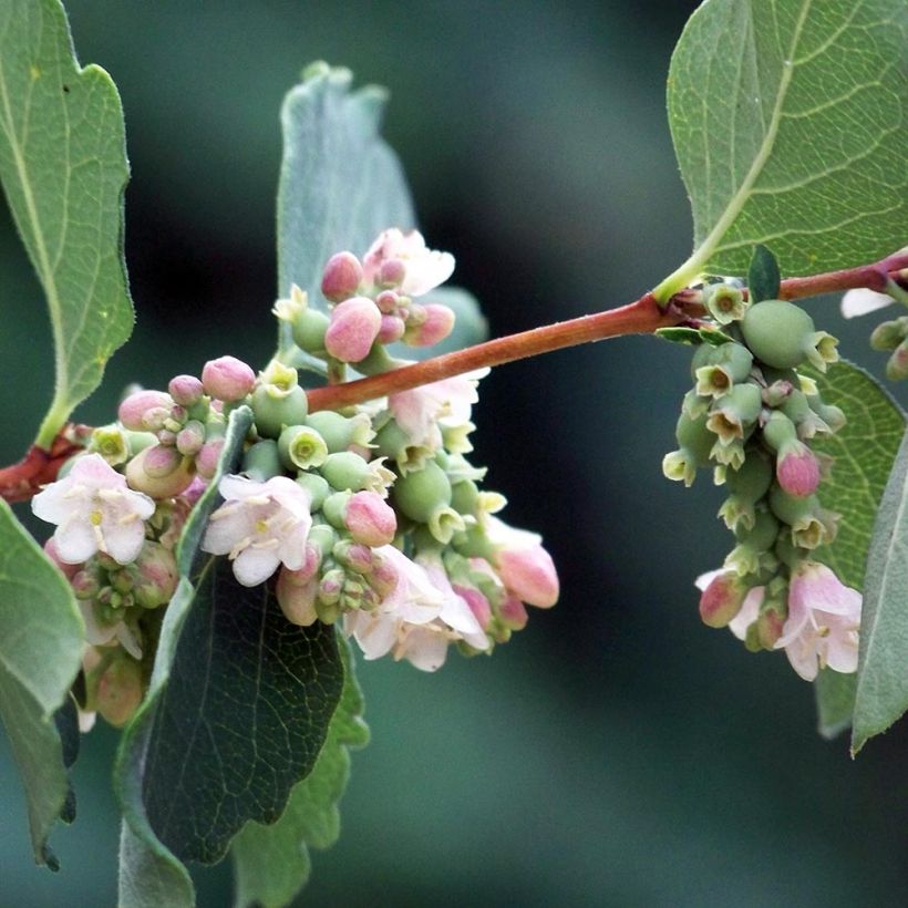 Symphorine blanche - Symphoricarpos albus (Flowering)