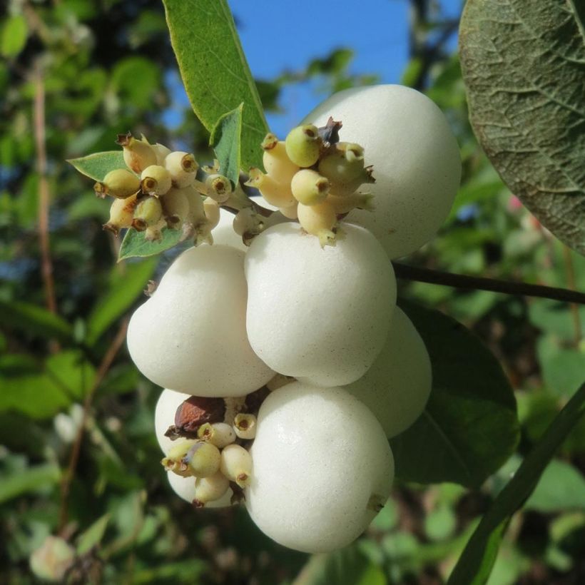Symphorine blanche - Symphoricarpos albus (Harvest)