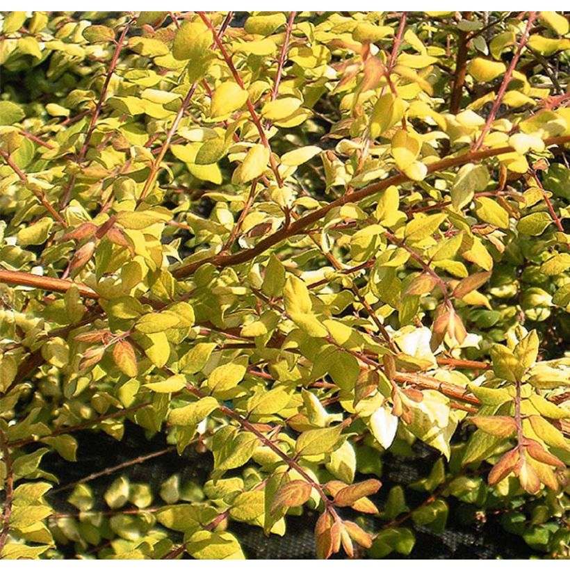 Symphoricarpos chenaulti  Brain de Soleil - Symphorine (Foliage)