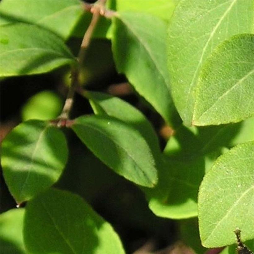 Symphoricarpos chenaultii - Symphorine de Chenault (Foliage)