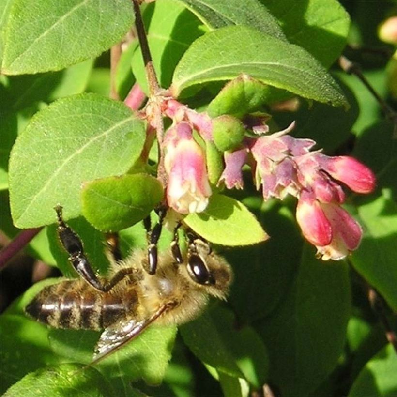 Symphoricarpos chenaultii - Symphorine de Chenault (Flowering)