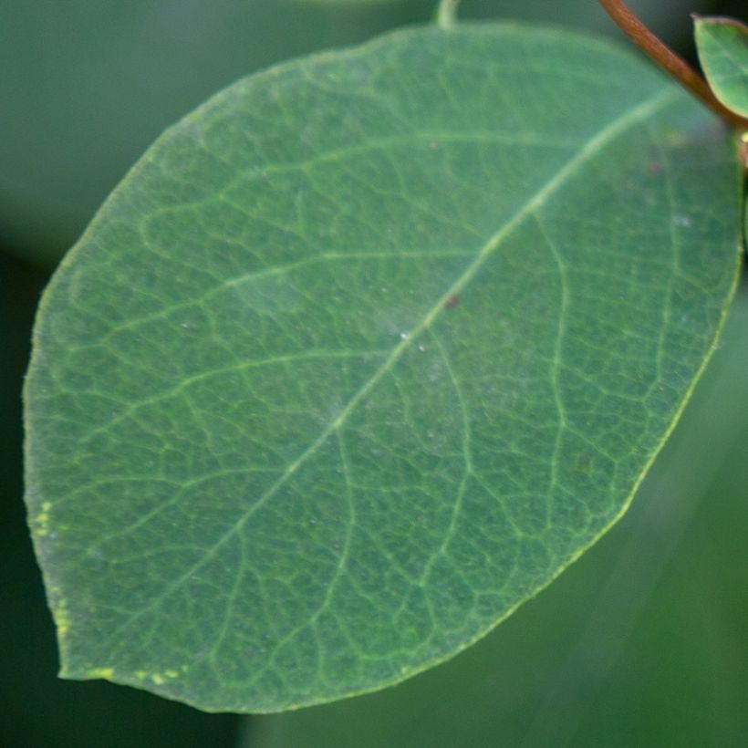 Symphorine - Symphoricarpos Arvid (Foliage)
