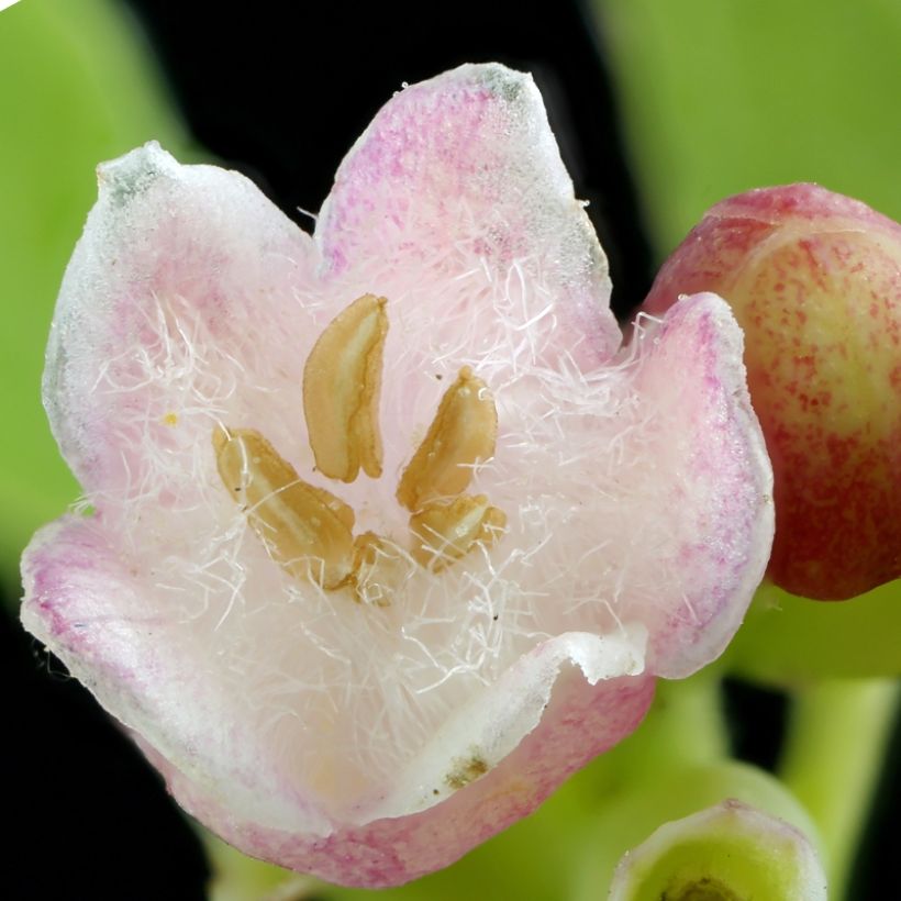 Symphorine - Symphoricarpos Arvid (Flowering)